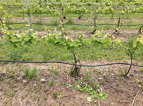 Fig_10_June 5_2018_6-12 inch shoot growth_post-trunk shoot thinning